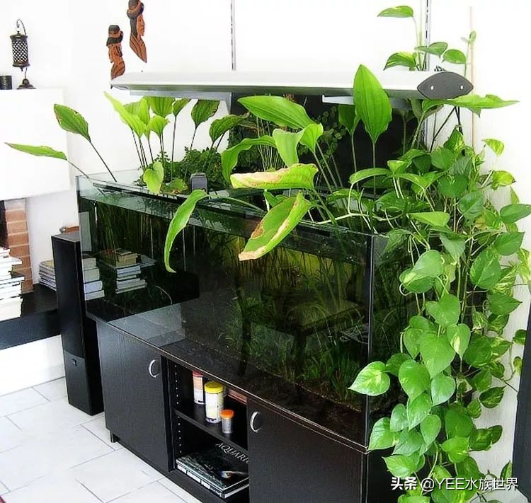 盆栽绿萝如何转水,绿萝如何转水