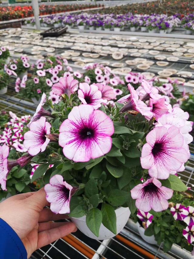 连栋温室大棚价格是多少钱一平方,薄膜连栋温室大棚多少钱一亩