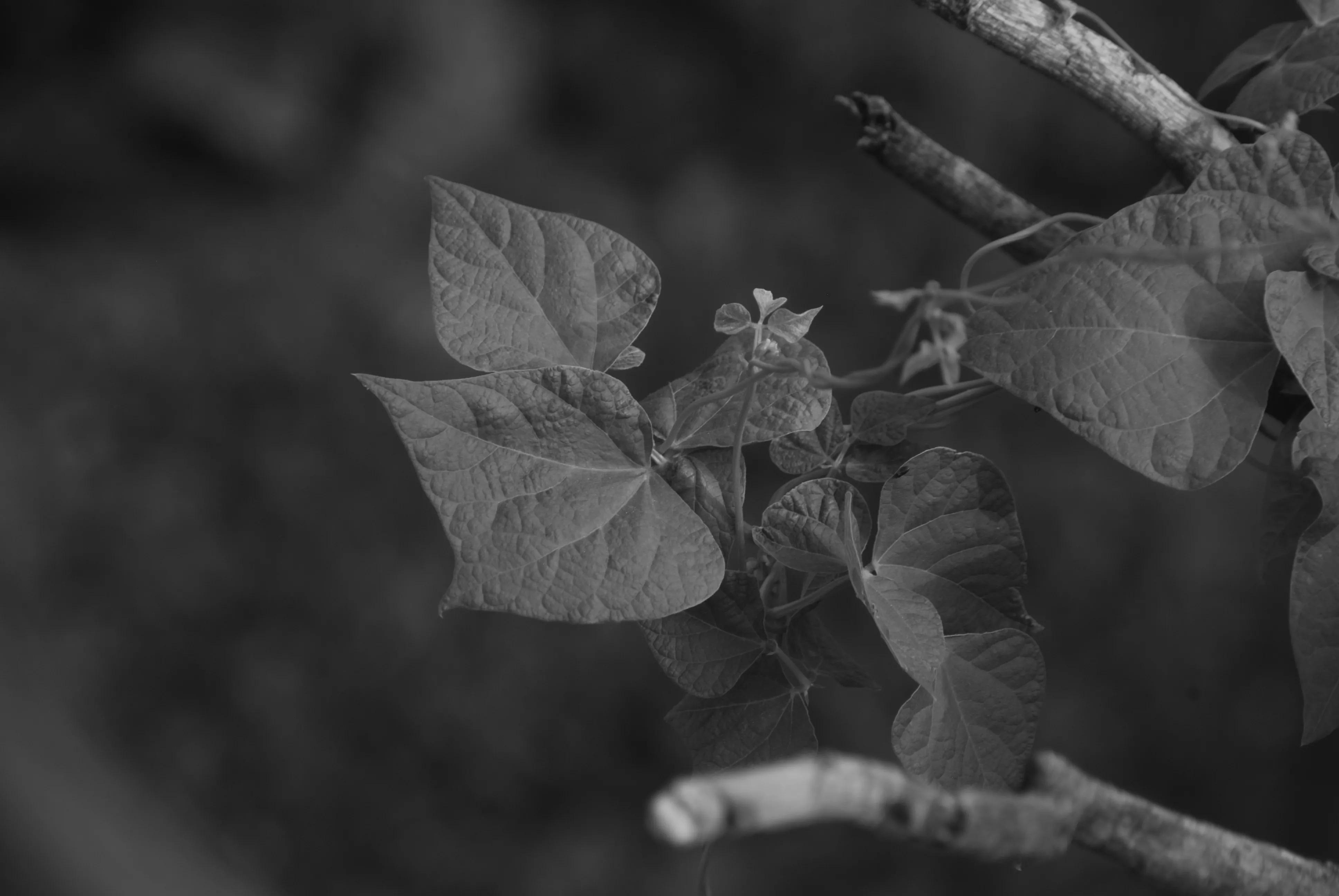 1000元二手全画幅单反相机推荐,2022最建议买的二手单反相机