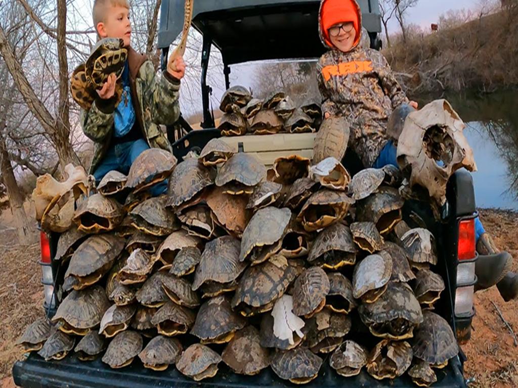 乌龟被挖出来,乌龟被剥了壳的样子