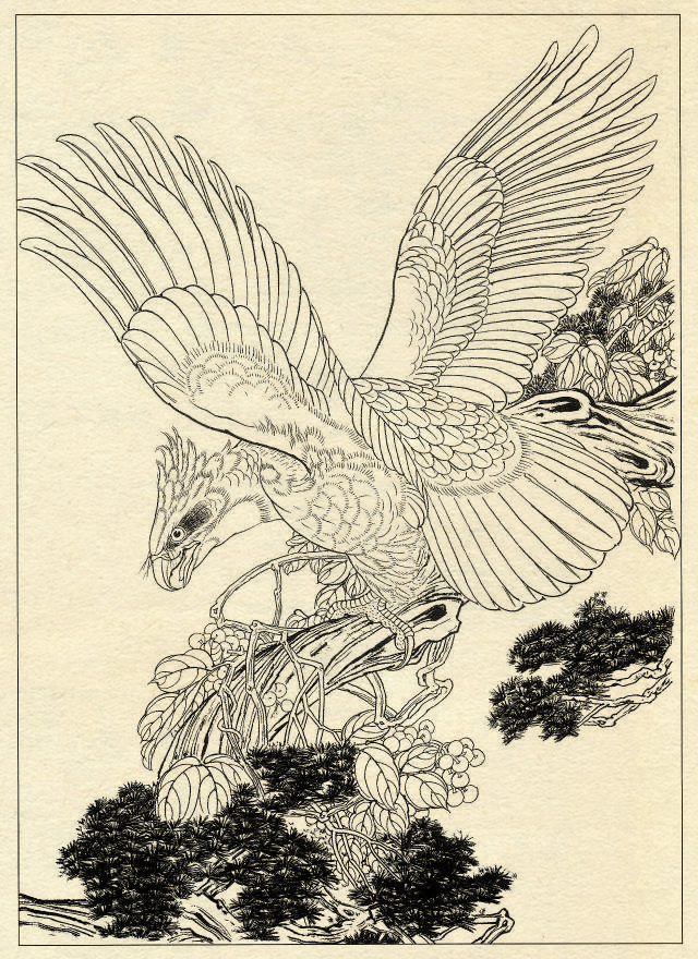 鹰的工笔底稿白描大图,白描鹰的画法图片