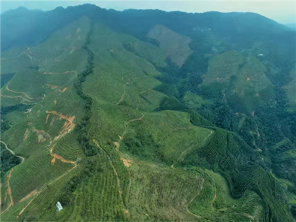 中林集团林业局,推进林业产业高质量发展举措