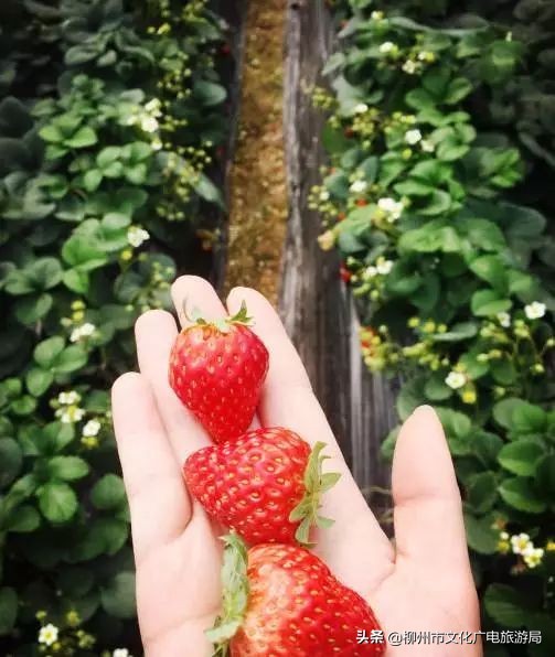 柳州草莓采摘园附近最近地方,柳州附近摘草莓好玩的地方