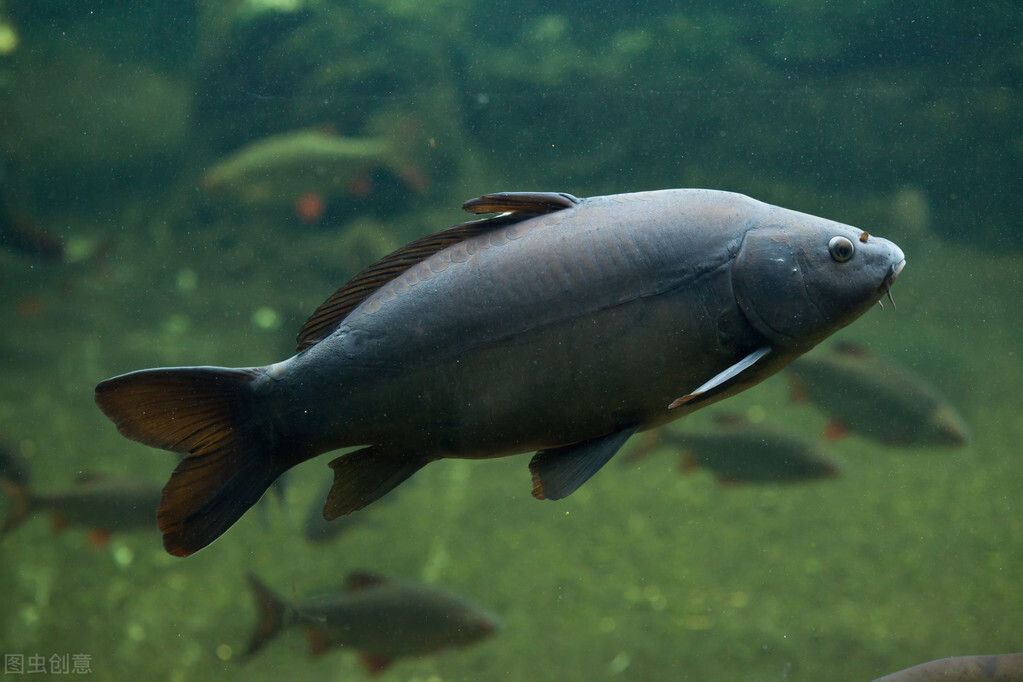 澳大利亚兔子入侵,澳洲兔子入侵对澳洲的影响