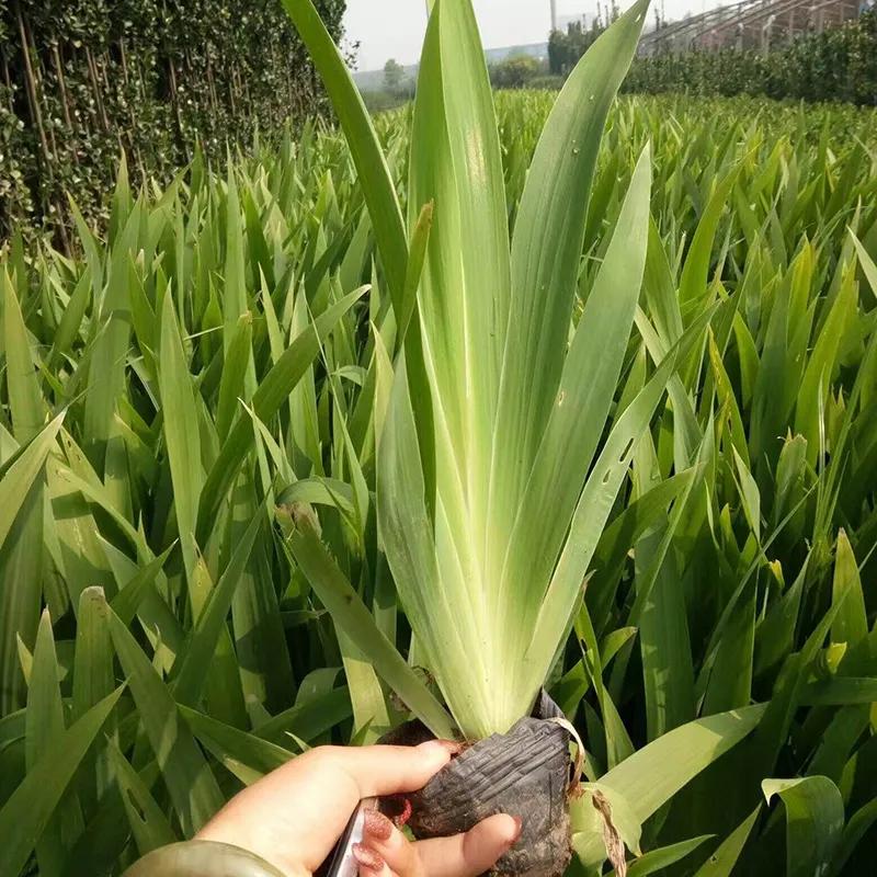 一年四季不死的十种花水养,最好养的3种花丢土里就能活