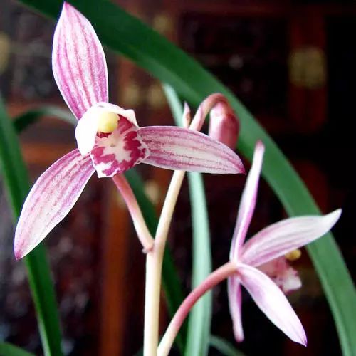 我心目中的月季,我心目中排第一的蝴蝶兰