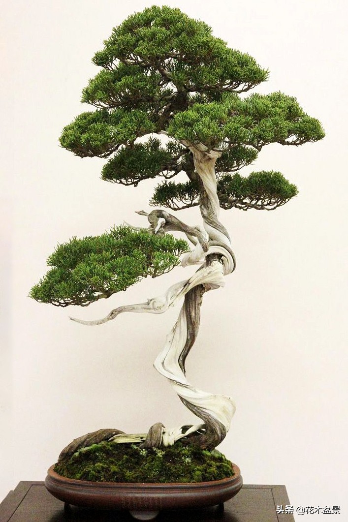 文人树盆景，宣泄一种情绪，吐露一种幽愤