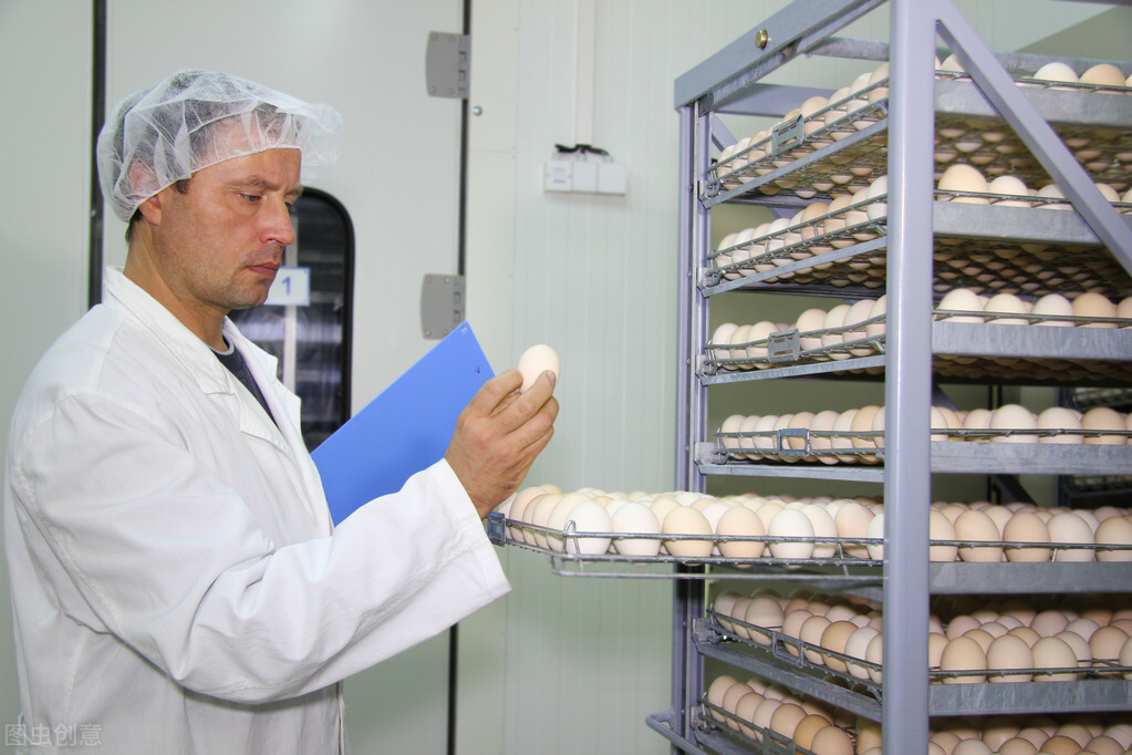 孵化小鸡成本及利润,自己孵化小鸡如何打开销路