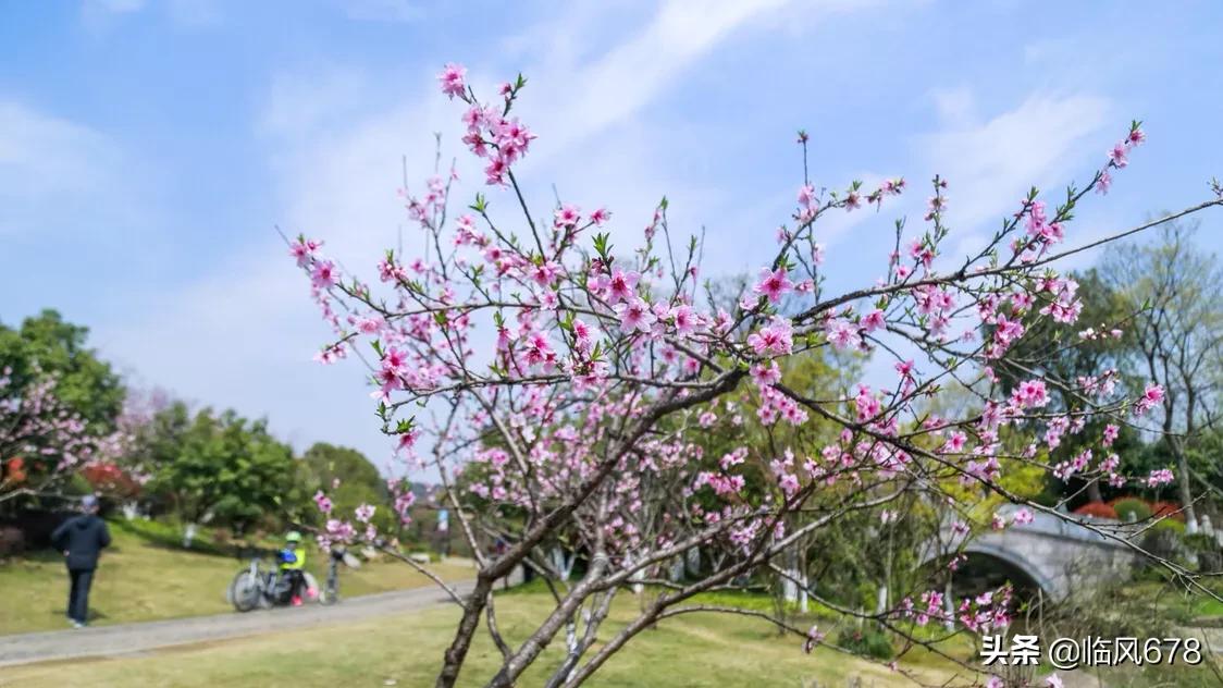 杭州丁桥千桃园,杭州皋亭山千桃园