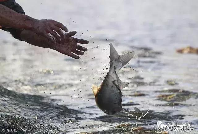 菏泽特产水果有哪些,菏泽十大特产是什么水果