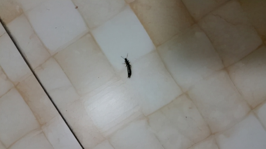 卫生间有虫子怎么除去,卫生间有虫子怎么消灭最快