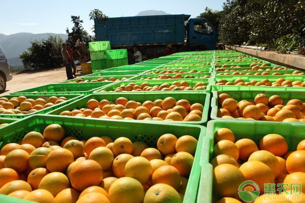 2023年橙子价格行情分析,今天橙子价格多少钱一斤