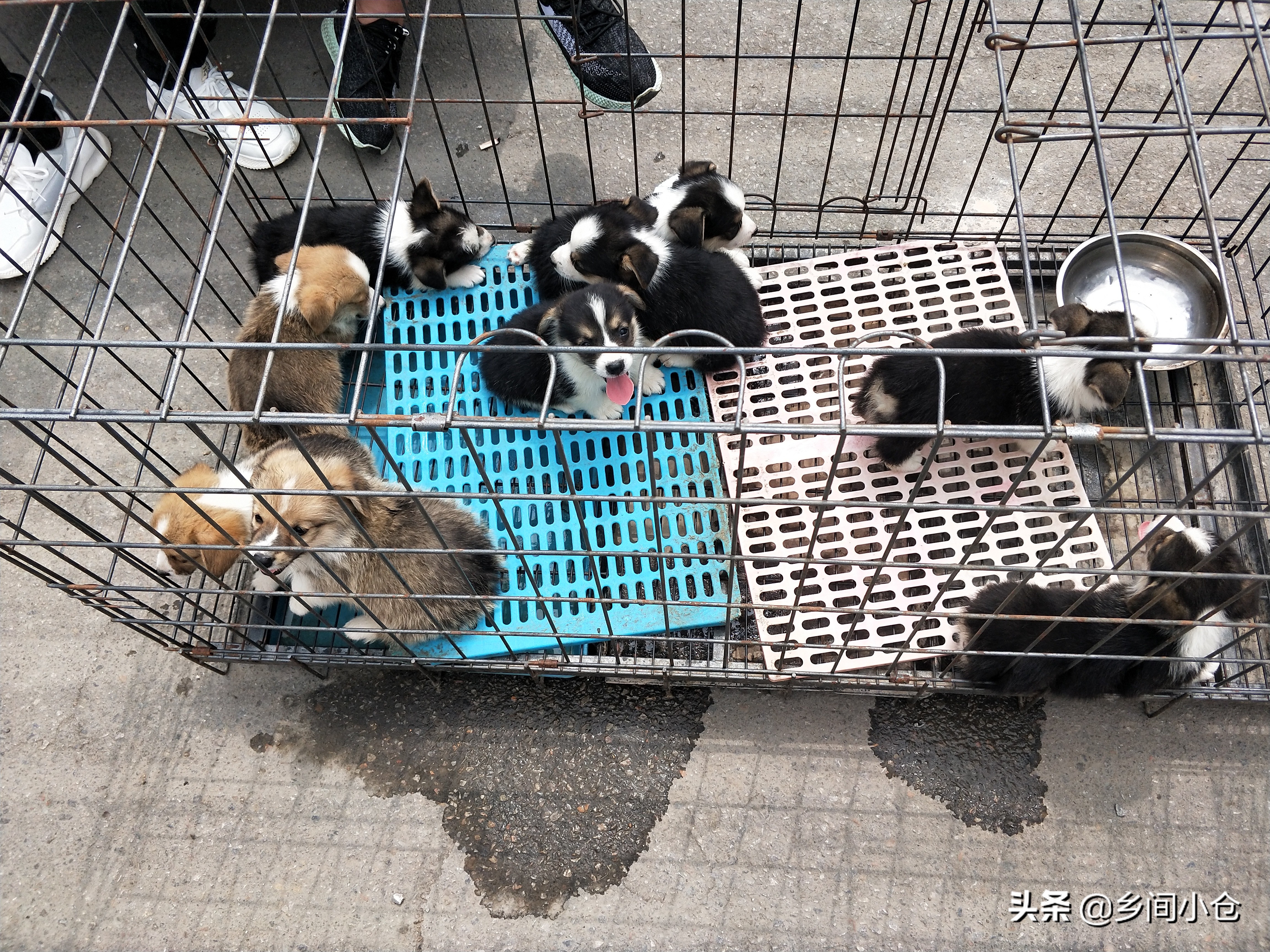 小妹子逛狗市遇到没见过的品种,大型狗市都有什么品种