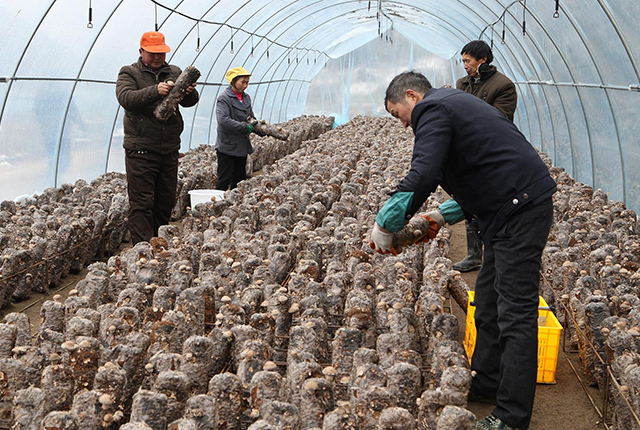 小木耳养殖致富,小木耳菌种怎么种植呢