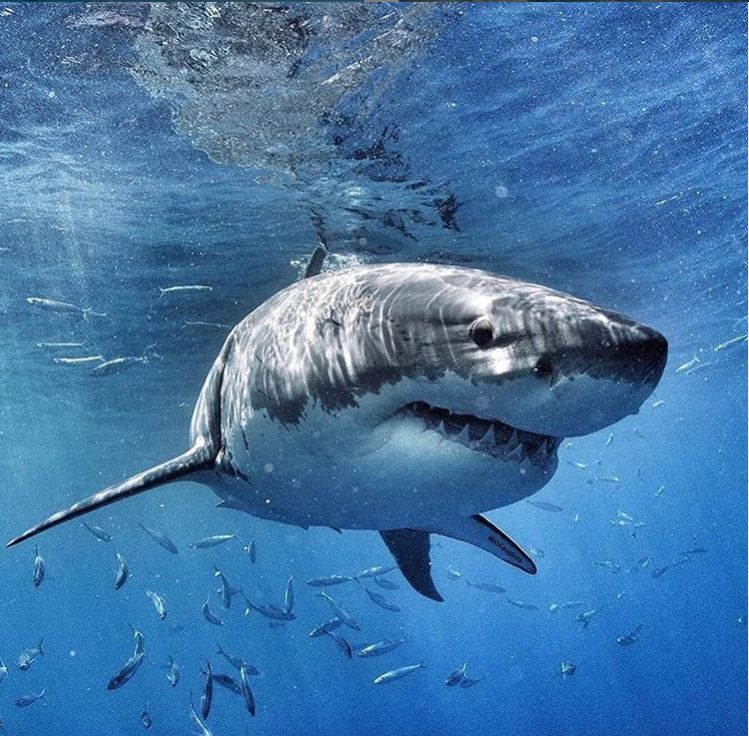 海洋中几乎无敌的大白鲨,真正的大白鲨和巨齿鲨的图片