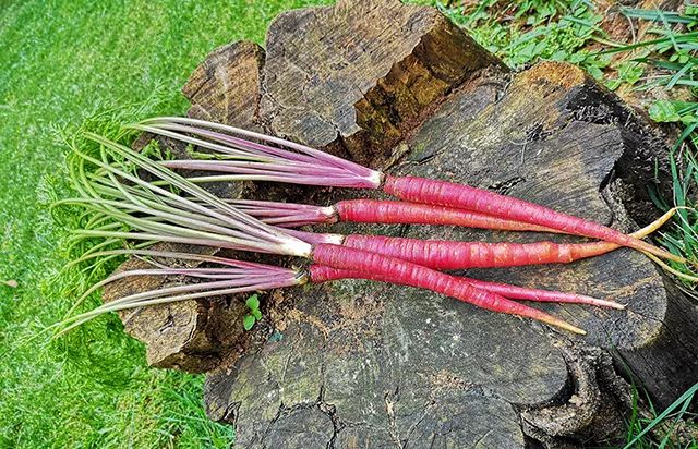 花青素甜脆萝卜,维c含量高的野果