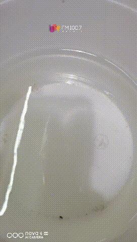 水中大熊猫桃花水母现身庐山西海,罕见泸州再现水中大熊猫桃花水母