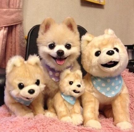 宠物狗小型犬品种排名大全及图片,性格温顺的小型犬有哪些