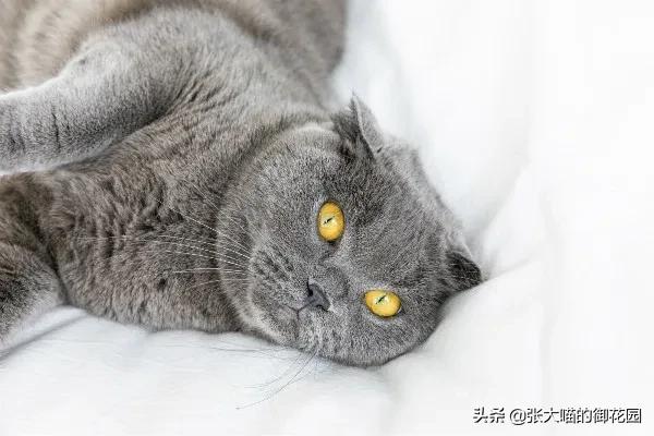 猫咪可以破坏纱窗么,猫咪总喜欢抓床垫