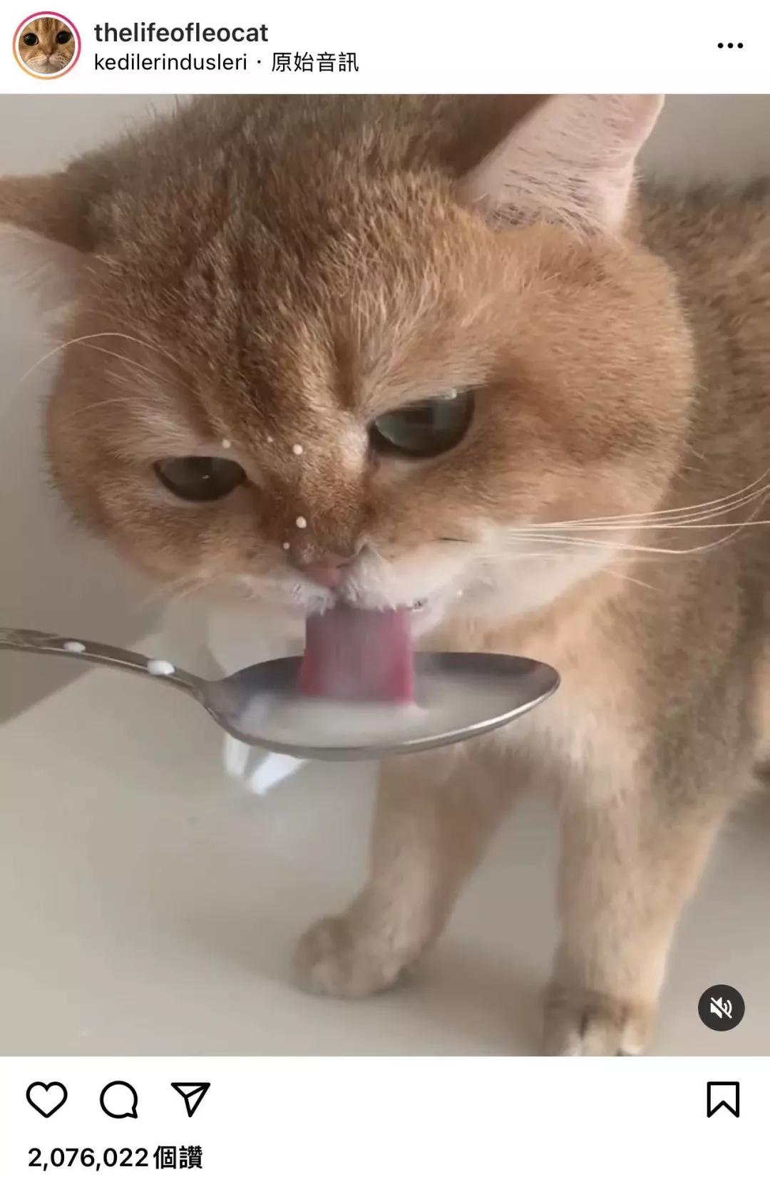 漂亮小奶猫喝奶,4只小奶猫吃豪华大餐