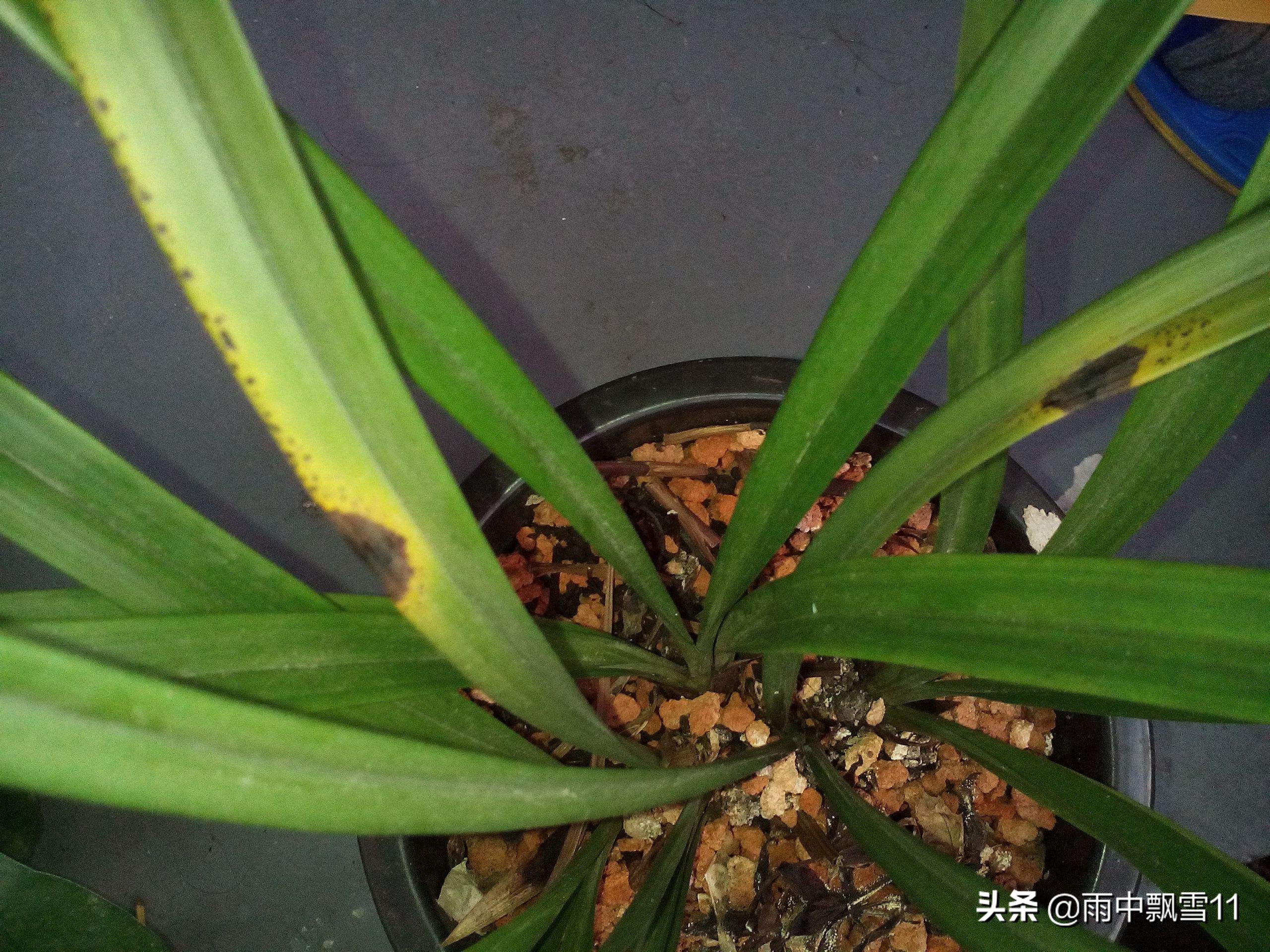 兰叶出现黑斑病如何处理,兰叶根部上有黑斑点怎么处理