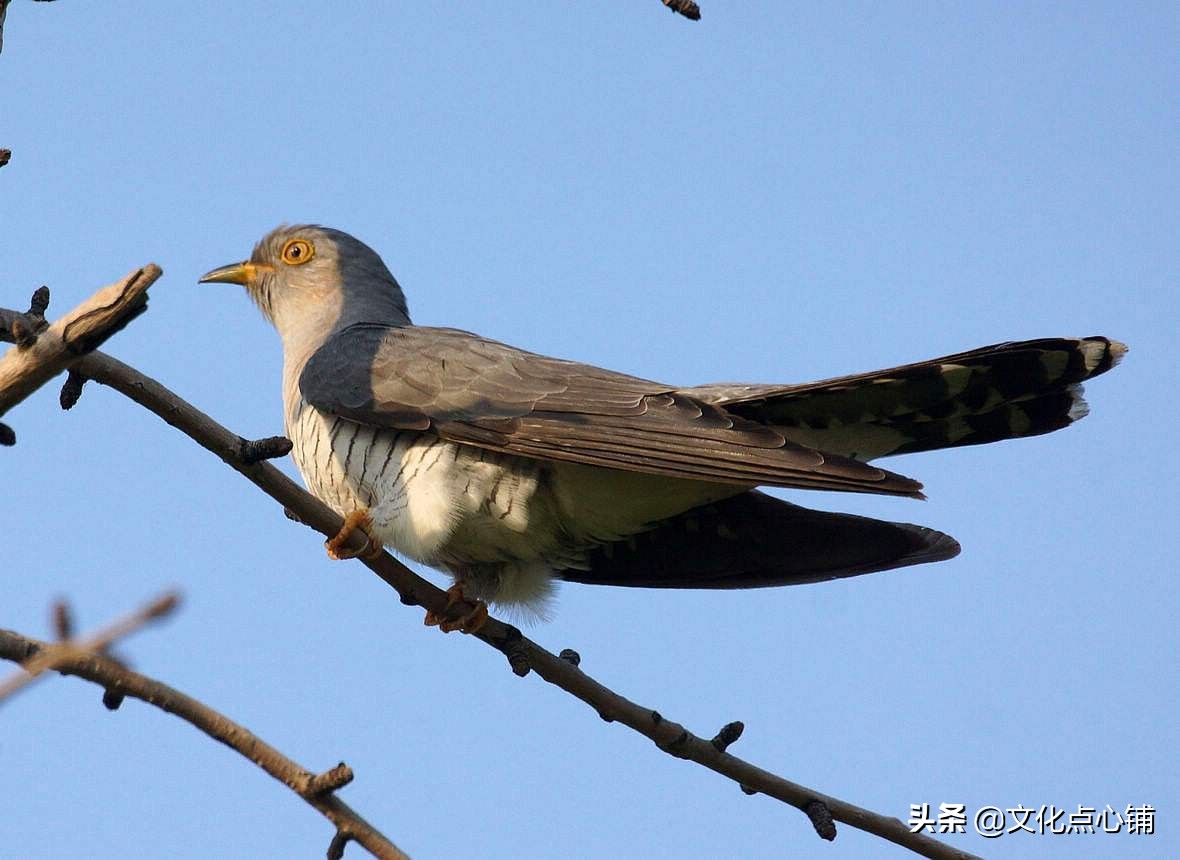 李白的一首千古绝唱,李白的四句诗大全