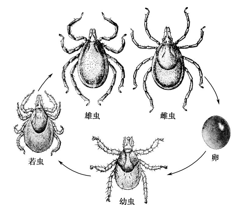 有关蜱虫的案例,蜱虫预防知识讲座