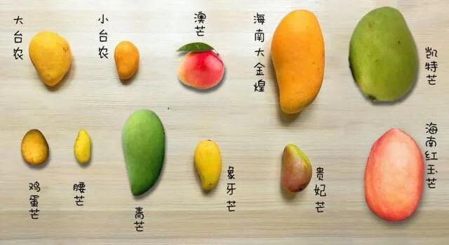 芒果树最甜的品种,芒果树哪种品种好吃