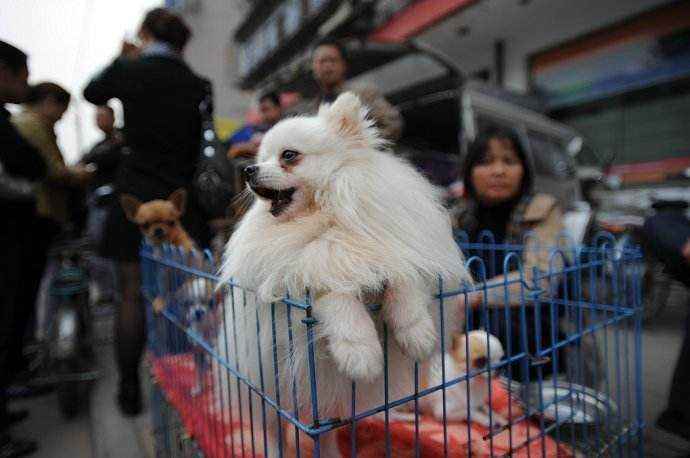 博美养犬指南,一个多月的博美怎么饲养和喂食