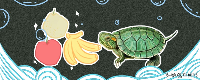 巴西龟吃什么水果吃什么肉,小巴西龟可不可以吃蔬菜和水果