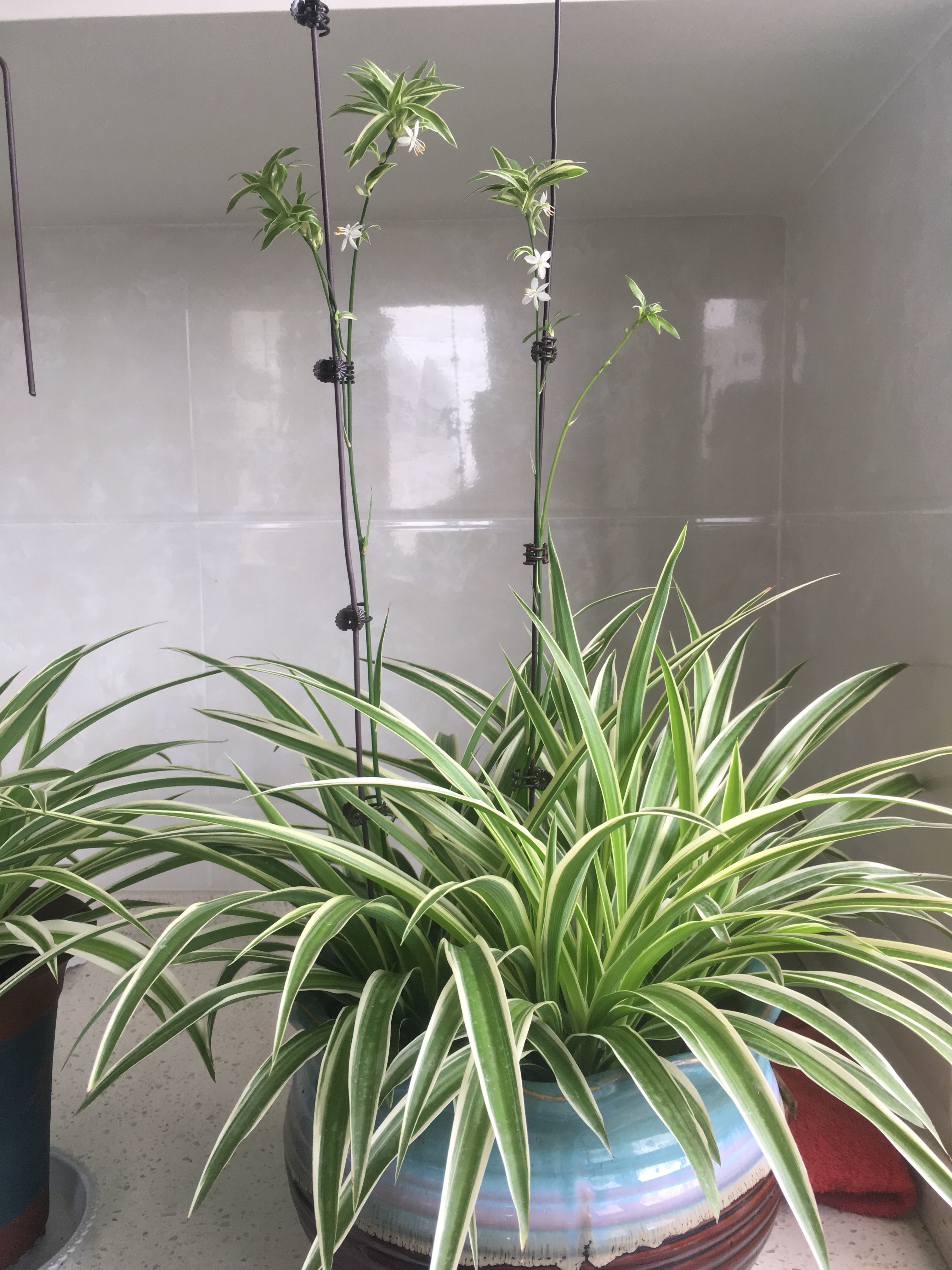 吊兰怎么养才能快速抽藤,吊兰软趴是怎么回事