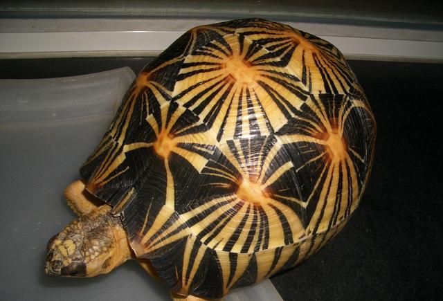 陆龟养殖全攻略,陆龟养殖难度排行