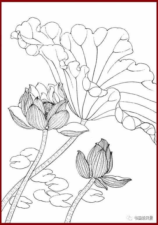工笔白描简单荷花视频教程,工笔荷花的各种形态白描稿