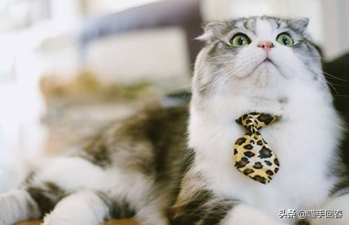 猫咪贫血的表现与治疗,猫咪贫血有什么症状