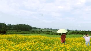双流空港花田最新进展,双流空港花田开放了吗最新回复