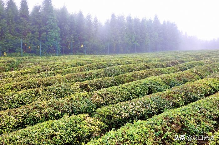 万亩茶园·俄罗斯方块小镇：全球首家茶文化俄罗斯风情主题公园