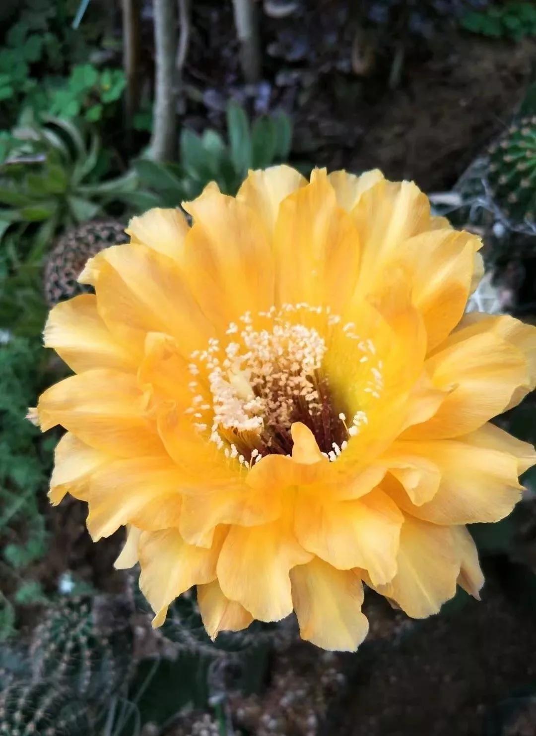 100种仙人球花图片,100种仙人球的品种视频