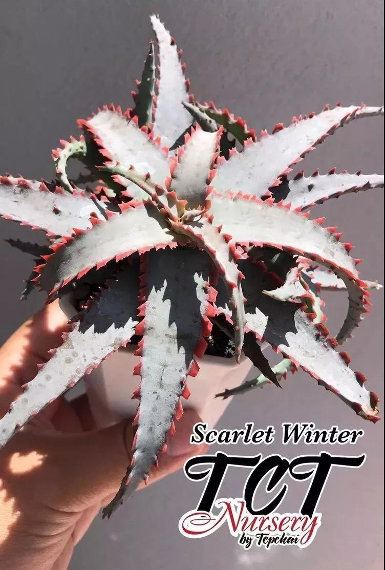 园艺观赏芦荟,园艺芦荟图鉴说明