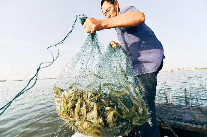 在天津的美食,天津开海美食攻略