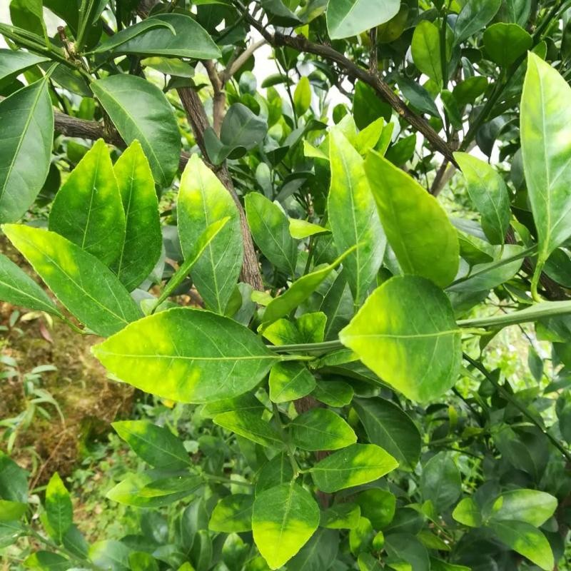 柑橘快收获还落果啥原因,柑橘黄化树恢复方法