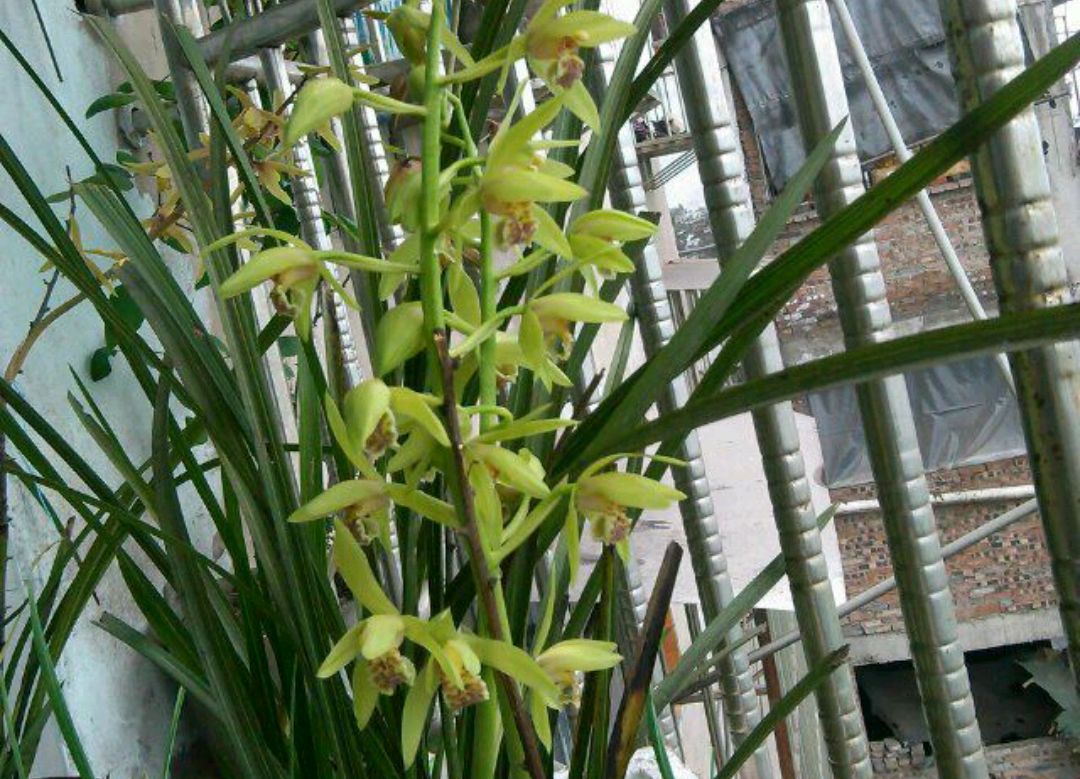 蕙兰没有抽杆开花的怎么回事,蕙兰刚出花苞长什么样