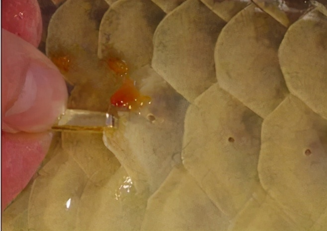 龙鱼常见疾病及治疗方法,龙鱼疾病找哪里救治