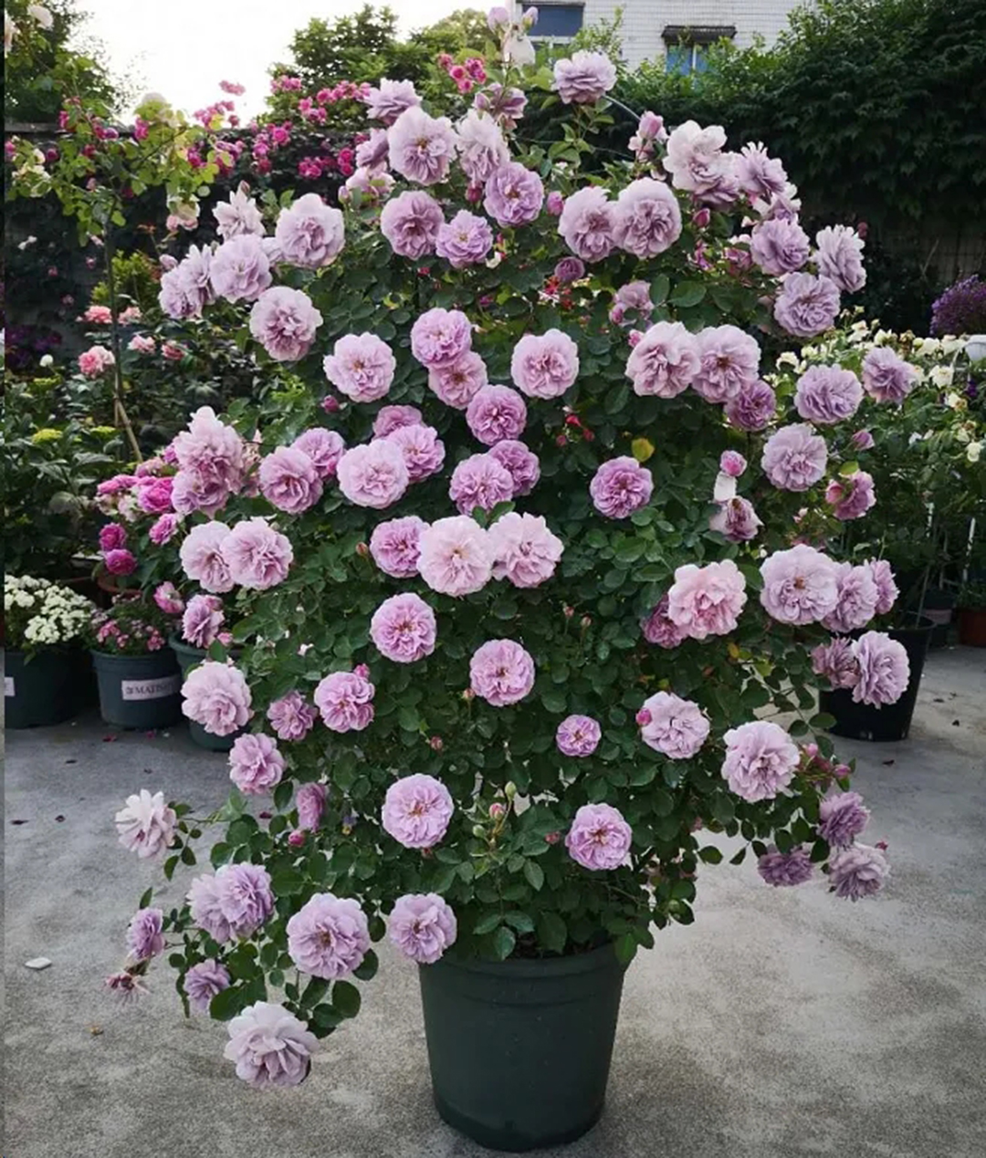 月季花开一半就不开了怎么回事,月季花开一半花蕊烂了是什么原因