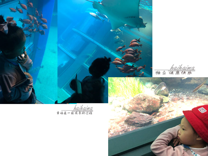 日本儿童海洋世界游玩攻略,海底世界亲子游推荐