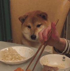 狗狗为什么胖不起来,狗狗长胖不长高咋办