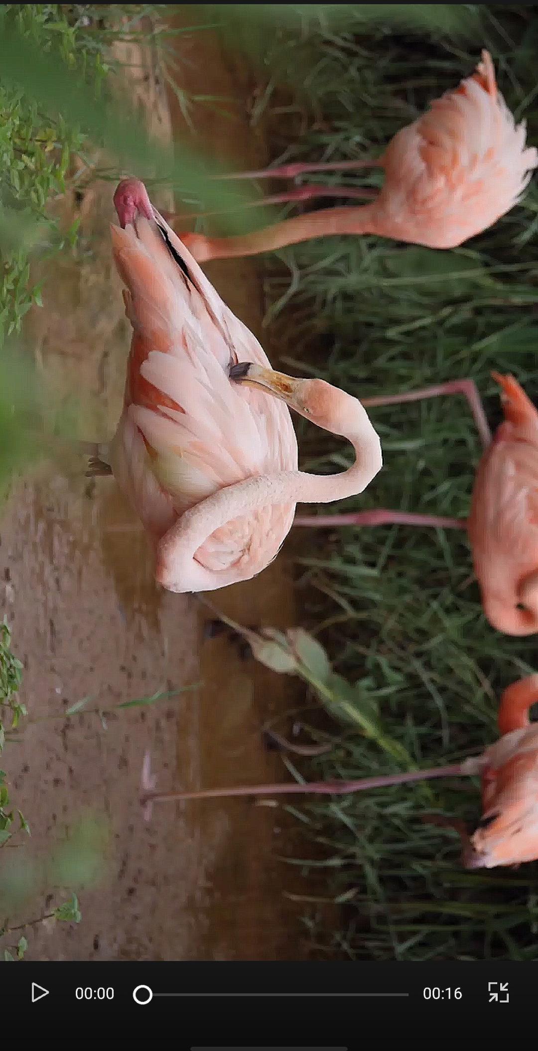 如何让自己的抖音视频更高清？测试一天后，偷偷告诉你