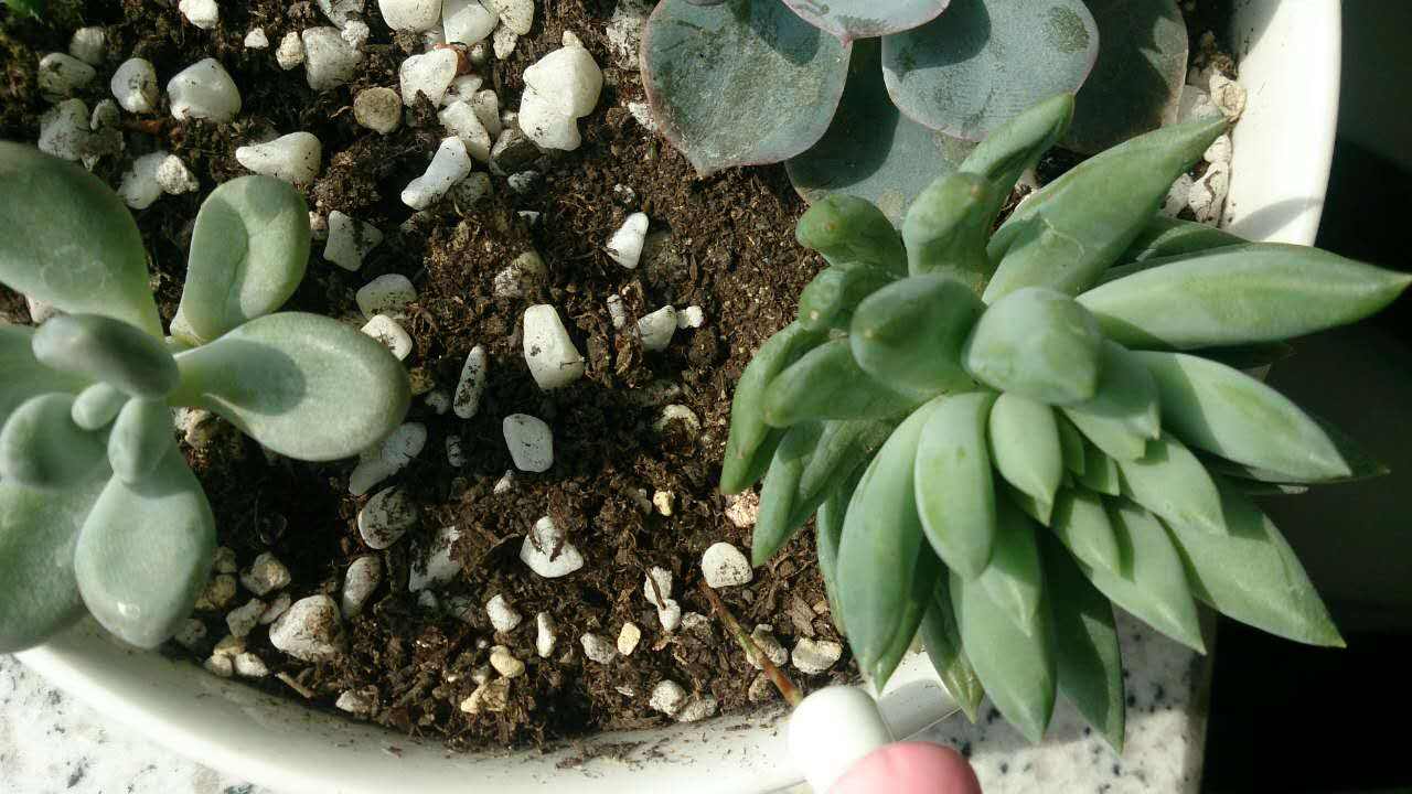 多肉叶子皱巴巴的怎么回事,三色堇多肉叶片皱巴巴了怎么办