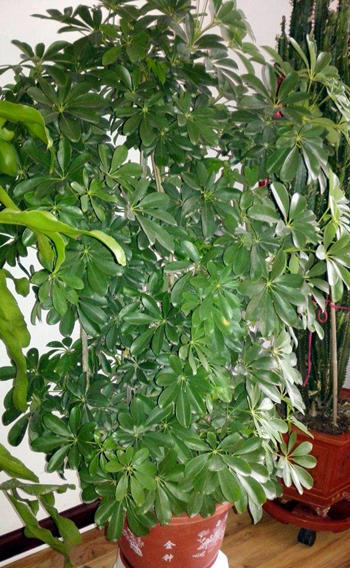 鸭掌木绿植推荐品种有哪些,一种绿植叫什么竹