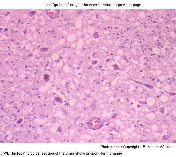 僵尸鹿病毒从何而来,僵尸鹿病在北美传播