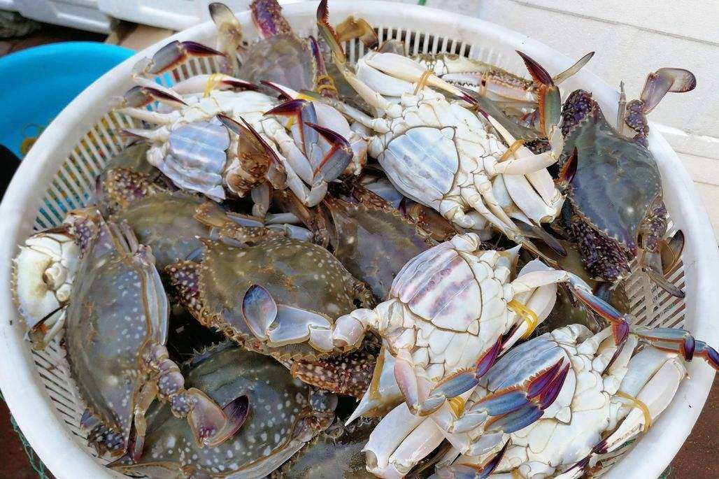 河北黄骅土特产,黄骅特产河北沧州有什么特产